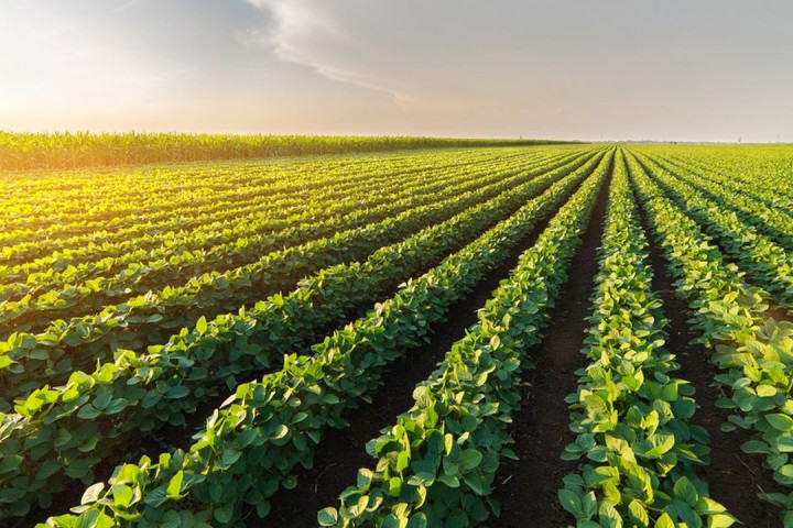 La Commission autorise la mise sur le marché d'un soja OGM de Monsanto